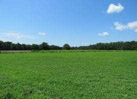 10+/- Acres For Sale in Columbus County NC!
