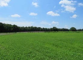 10+/- Acres For Sale in Columbus County NC!