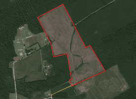 79+/- Acres of Timber and Hunting Land For Sale in Columbus County NC!