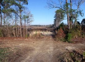 79+/- Acres of Timber and Hunting Land For Sale in Columbus County NC!