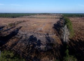 79+/- Acres of Timber and Hunting Land For Sale in Columbus County NC!