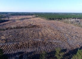 79+/- Acres of Timber and Hunting Land For Sale in Columbus County NC!