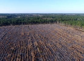 79+/- Acres of Timber and Hunting Land For Sale in Columbus County NC!
