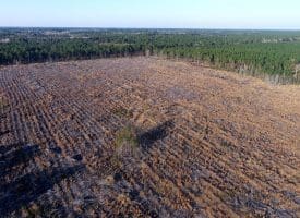 79+/- Acres of Timber and Hunting Land For Sale in Columbus County NC!