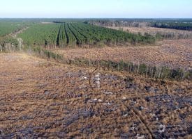 79+/- Acres of Timber and Hunting Land For Sale in Columbus County NC!