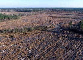 79+/- Acres of Timber and Hunting Land For Sale in Columbus County NC!