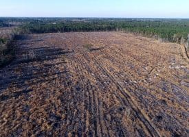 79+/- Acres of Timber and Hunting Land For Sale in Columbus County NC!