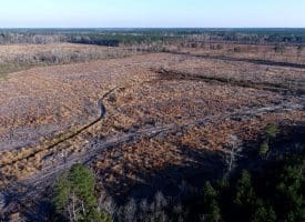 79+/- Acres of Timber and Hunting Land For Sale in Columbus County NC!