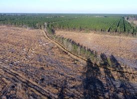 79+/- Acres of Timber and Hunting Land For Sale in Columbus County NC!