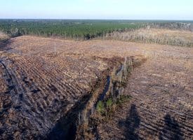 79+/- Acres of Timber and Hunting Land For Sale in Columbus County NC!