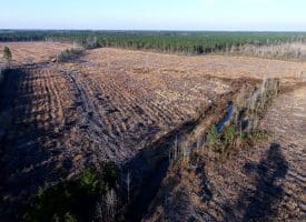 79+/- Acres of Timber and Hunting Land For Sale in Columbus County NC!