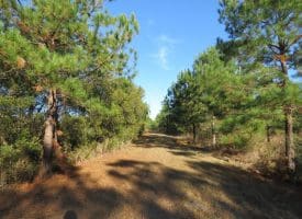 100 +/- Acres Shelter Creek Hunting Club For Sale in Pender County NC!