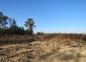 79+/- Acres of Timber and Hunting Land For Sale in Columbus County NC!