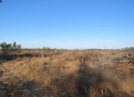 79+/- Acres of Timber and Hunting Land For Sale in Columbus County NC!