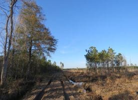 79+/- Acres of Timber and Hunting Land For Sale in Columbus County NC!