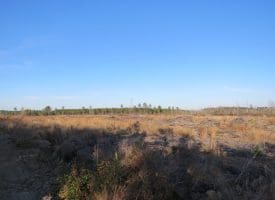 79+/- Acres of Timber and Hunting Land For Sale in Columbus County NC!