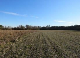 25+/- Acres of Farm and Timber Land For Sale in Robeson County, NC