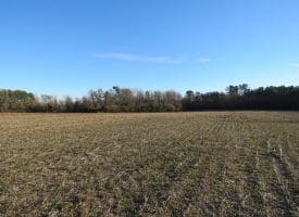 25+/- Acres of Farm and Timber Land For Sale in Robeson County, NC