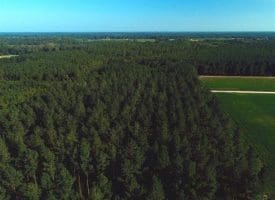 SOLD!!  12 Acres of Timber Land For Sale in Robeson County NC!