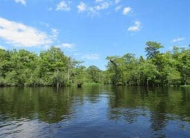 SOLD!! 65 Acres of Hunting and Residential Land For Sale in Horry County SC!
