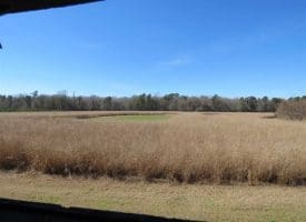 SOLD!!  110 Acres of Farm and Timber Land For Sale in Columbus County NC!