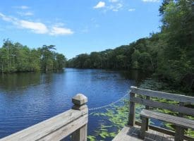 SOLD!! 65 Acres of Hunting and Residential Land For Sale in Horry County SC!