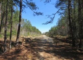 SOLD!!  365 Acres of Timber and Hunting Land For Sale in Columbus County NC!