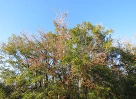 SOLD!!  52 Acres of Hunting and Timber Land For Sale in Robeson County NC!
