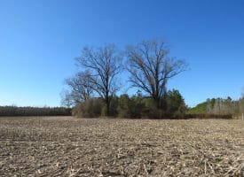 SOLD!!  70 Acres of Farm and Timber Land For Sale in Hoke County NC!