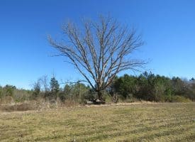 SOLD!!  50 Acres of Farm and Timber Land For Sale in Cumberland County NC!
