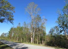 SOLD!!  23 Acres of Hunting Land For Sale in Brunswick County NC!