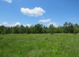 SOLD!!  81 Acres of Hunting and Timber Land For Sale in Brunswick County NC!