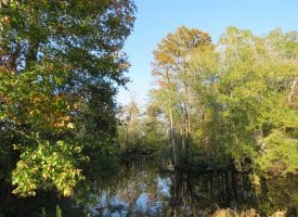 SOLD!!  122 Acres of Duck Hunting Land For Sale in Robeson County NC!