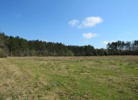 SOLD!!  138 +/- Acres of Farm and Timber Land For Sale in Brunswick County NC!