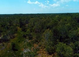 SOLD!! 7 Acres of Residential and Hunting Land For Sale in Brunswick County NC!
