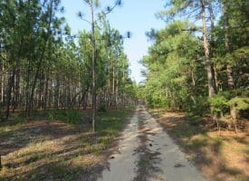 SOLD!!  139 Acres of Timber and Hunting Land For Sale in Hoke County NC!