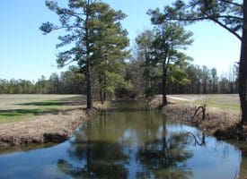 SOLD!!  36 Acres of Farm and Timber Land For Sale in Robeson County NC!