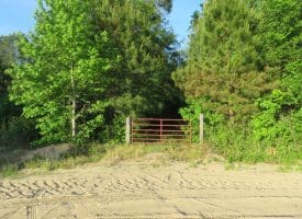 SOLD!!  65 Acres of Hunting Land For Sale in Robeson County NC!