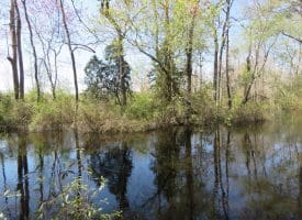 SOLD!!  77 Acres of Hunting Land For Sale in Scotland County NC!