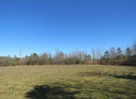 SOLD!!  50 Acres of Farm and Timber Land For Sale in Cumberland County NC!