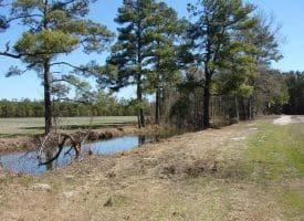 SOLD!!  36 Acres of Farm and Timber Land For Sale in Robeson County NC!