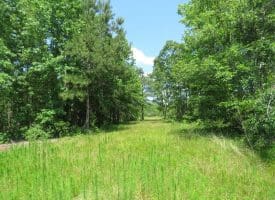 SOLD!!  81 Acres of Hunting and Timber Land For Sale in Brunswick County NC!