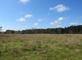 SOLD!!  138 +/- Acres of Farm and Timber Land For Sale in Brunswick County NC!