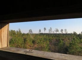 SOLD!!  106 Acres of Residential Farm and Timber Land For Sale in Sampson County NC!