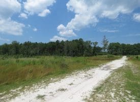 SOLD!! 7 Acres of Residential and Hunting Land For Sale in Brunswick County NC!