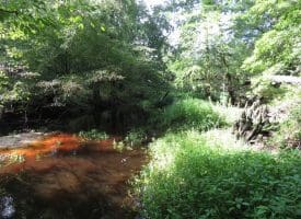 SOLD!  29 Acres of Hunting and Farm Land For Sale in Duplin County NC!
