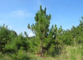SOLD!! 25 Acres of Timber Land For Sale in Hoke County NC!