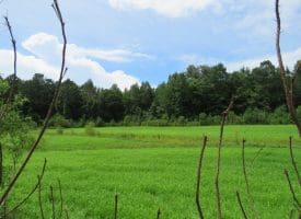 SOLD!!  101 Acres of Hunting Land For Sale in Cumberland County NC!