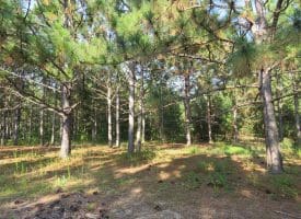 SOLD!!  89 Acres of Timber and Farm Land For Sale in Hoke County NC!