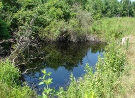 SOLD!! 71 Acres of Hunting Land For Sale in Bladen County NC!